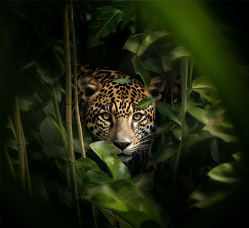 rescate jaguares tulum 101